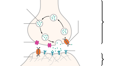 neurotransmitters